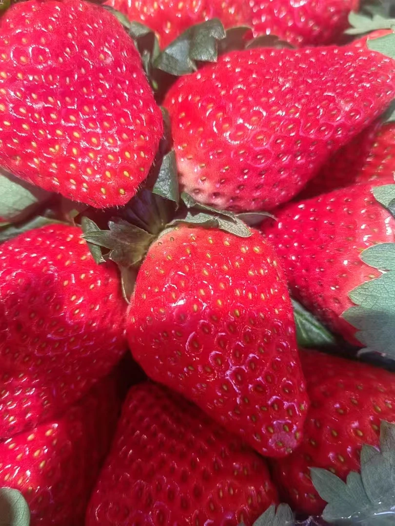 红颜草莓精挑特大果3斤(1500g)