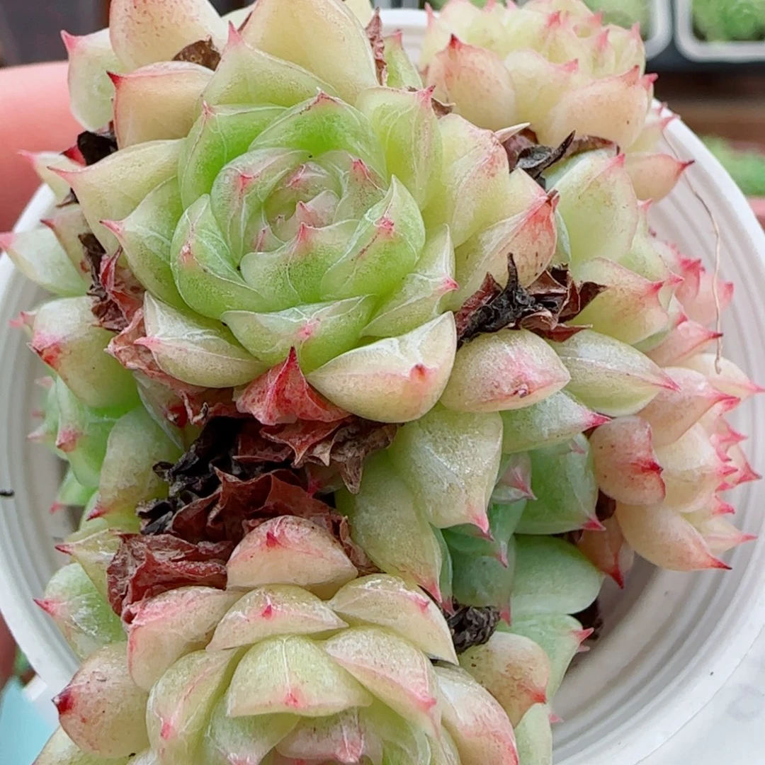 花语逸镜0924-67散