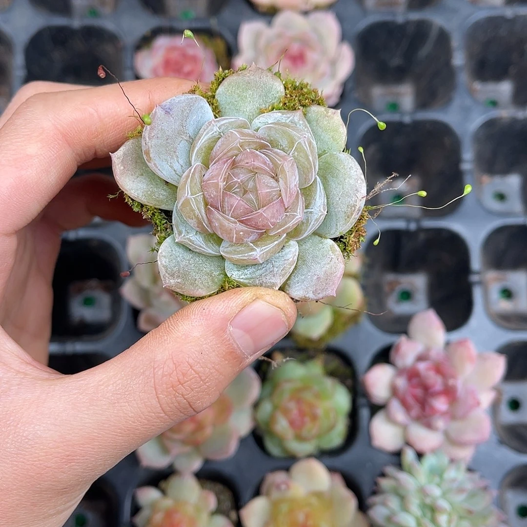 精品多肉一物一拍14-113