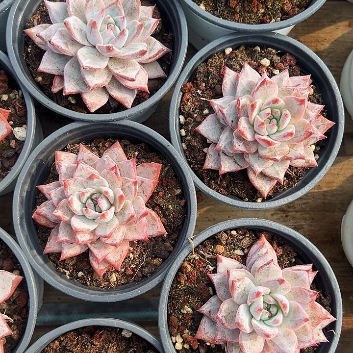 粉蓝鸟    福利多多