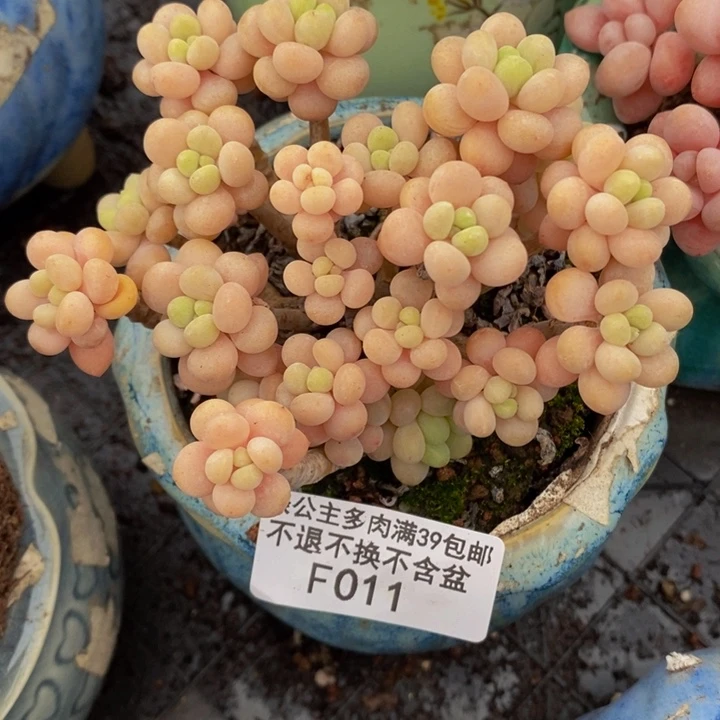 花朵老桩鱼子酱8cm011多肉植物