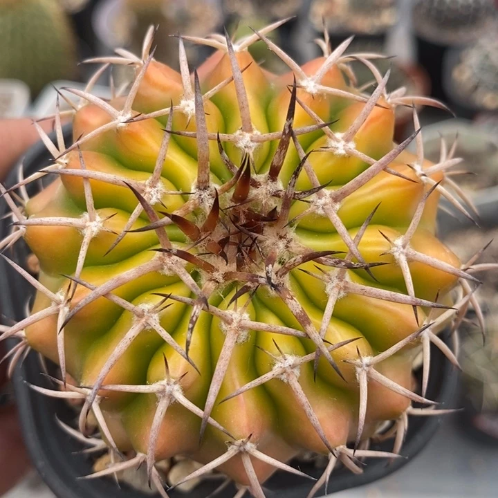 【闪购商品】黄体圆盘玉