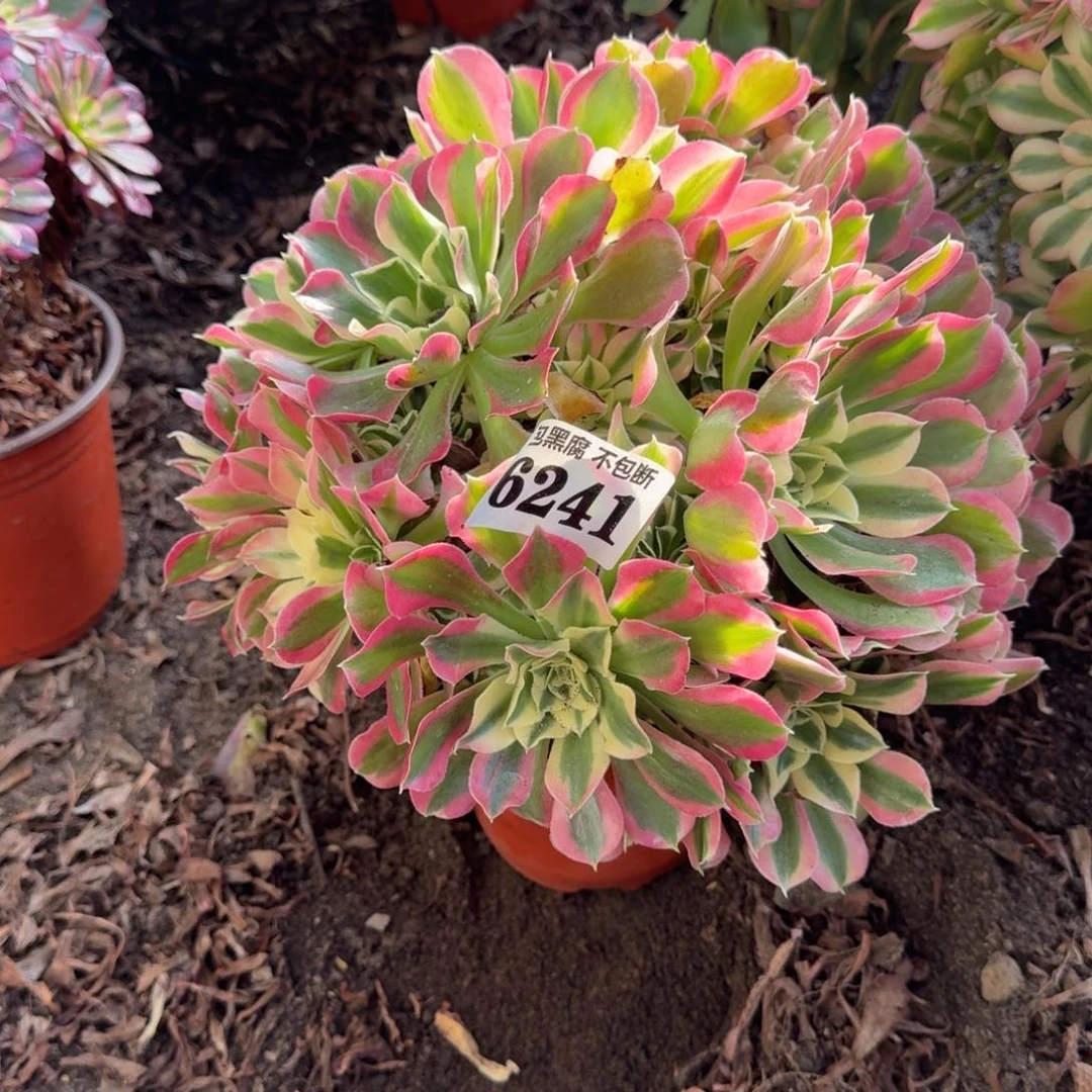 法师白凤6241 19-27