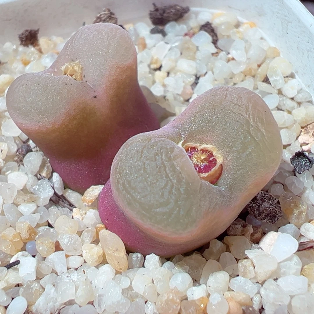 1225-614多肉多日荔枝毛