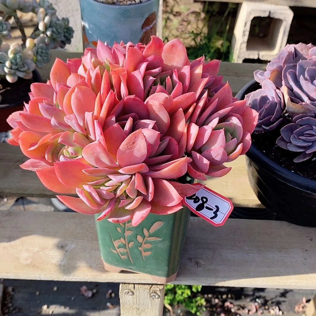 ?****?多肉植物绮罗208-3