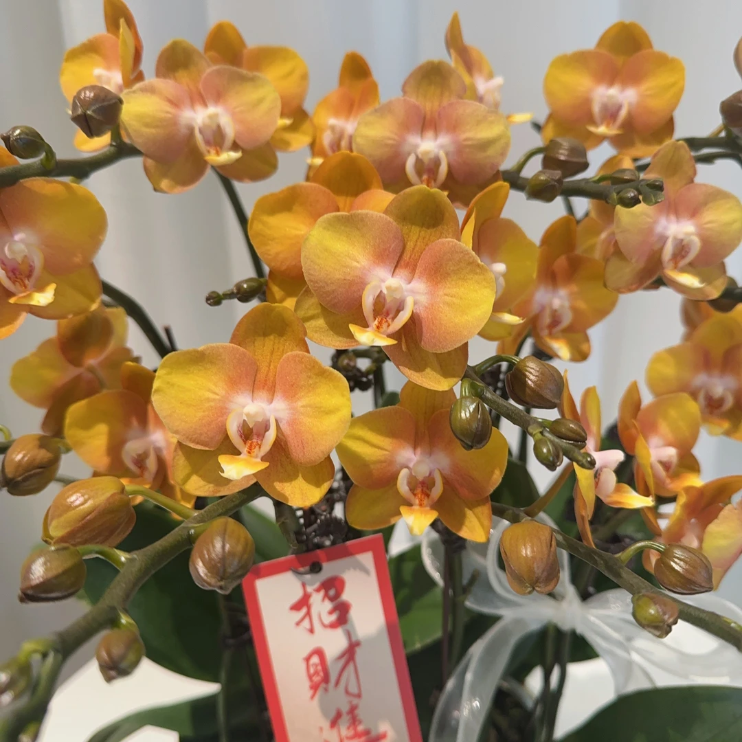 家成年宵【拉斯维加斯】蝴蝶兰花卉带花剑带花苞四季植物单花剑