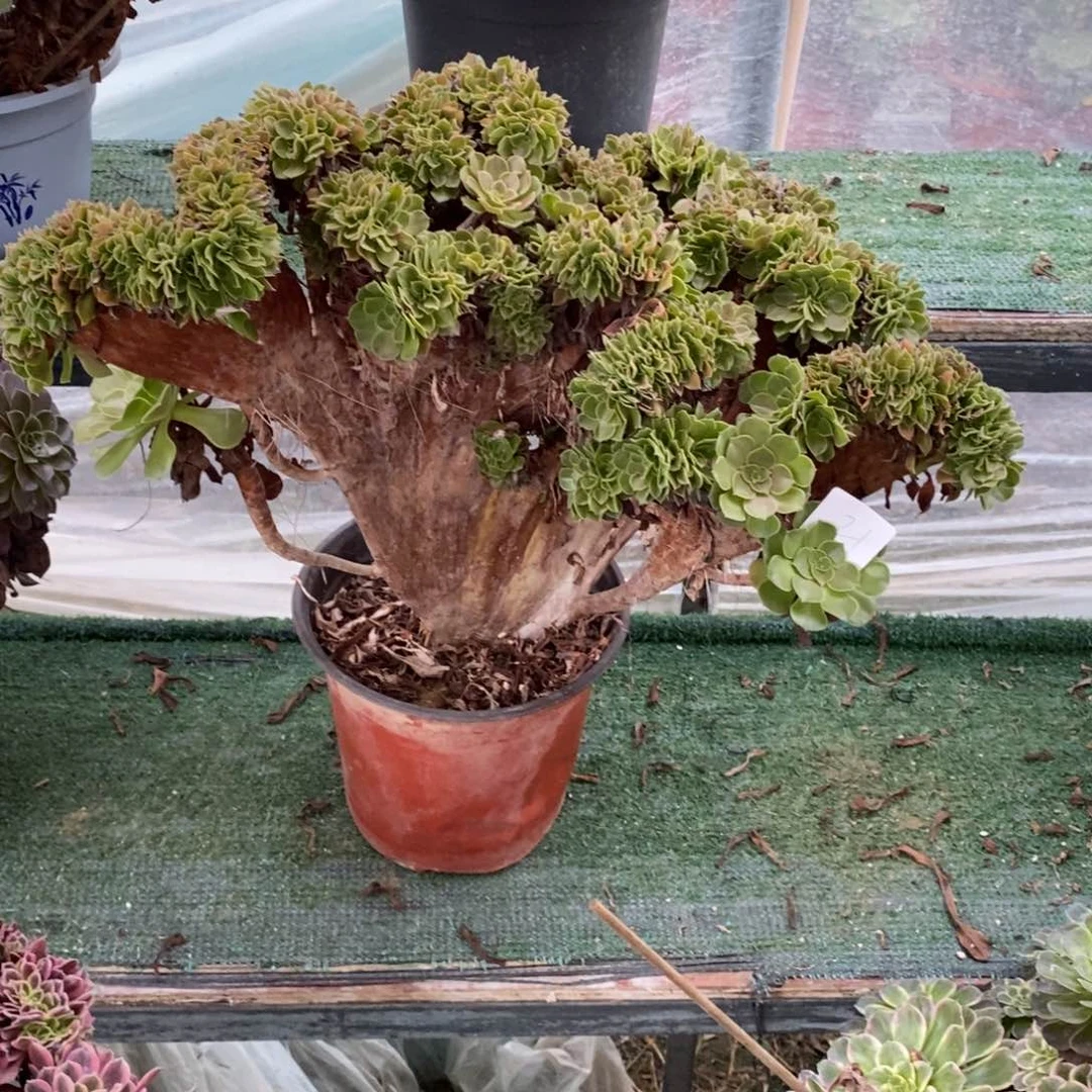H*Y多肉植物组合拼盘21