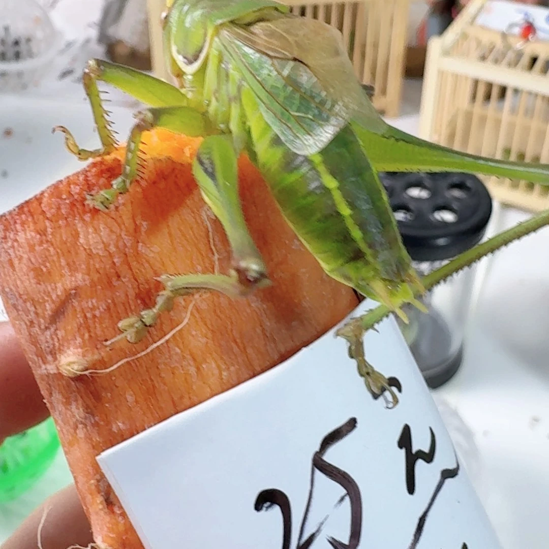 蝈蝈 绿蝈蝈好?好
