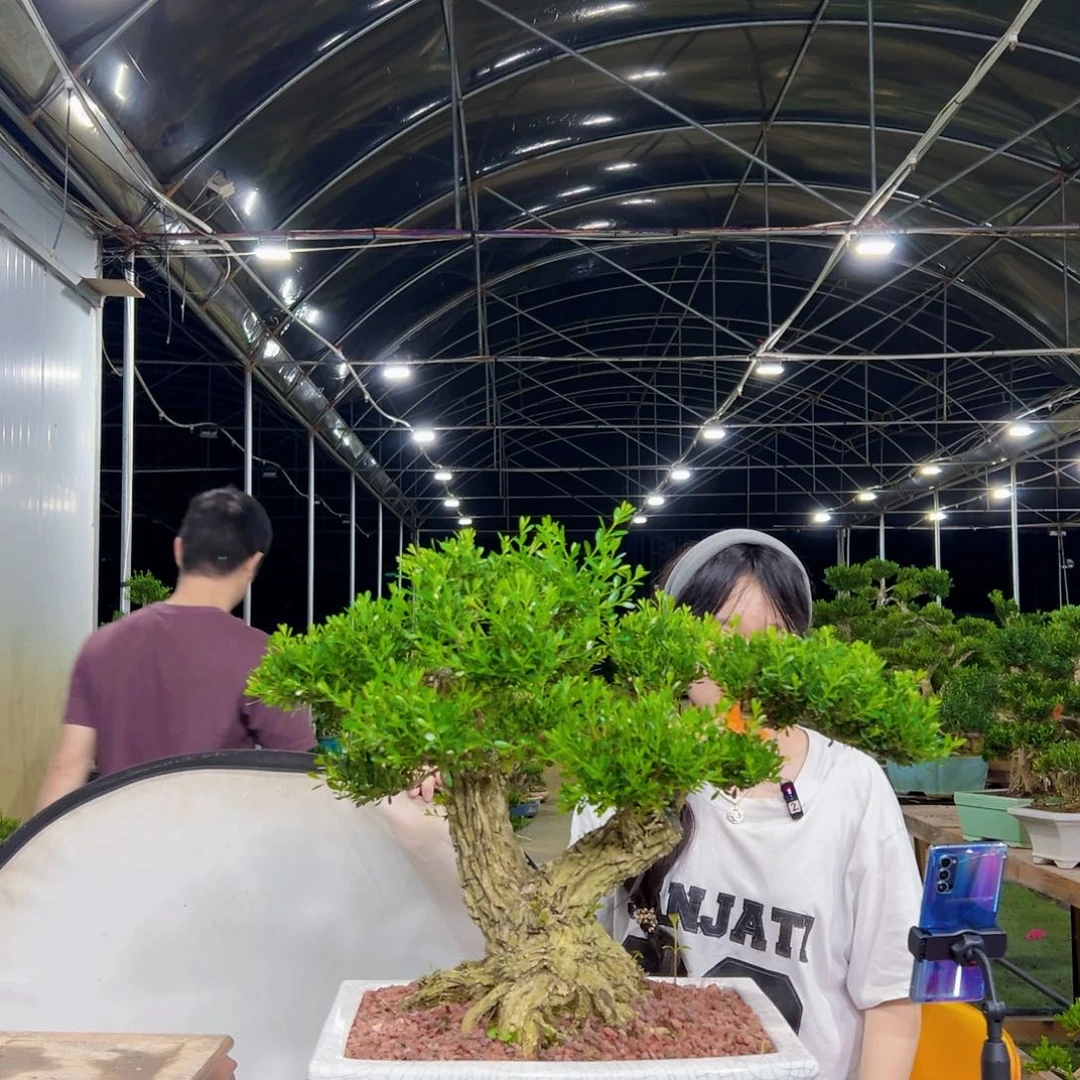 无花朵G**y盆景的种类繁