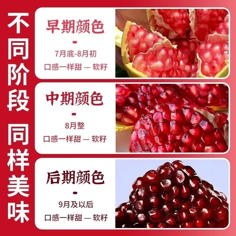 会理软籽石榴礼盒四川会理特产当季新鲜采摘水果场地直发红心石榴