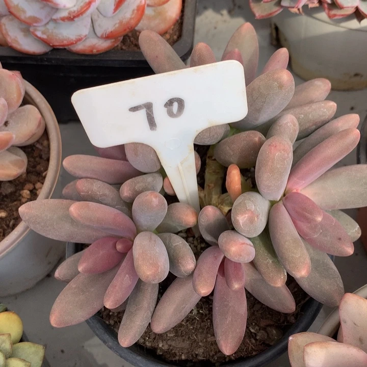 多肉植物72727377373