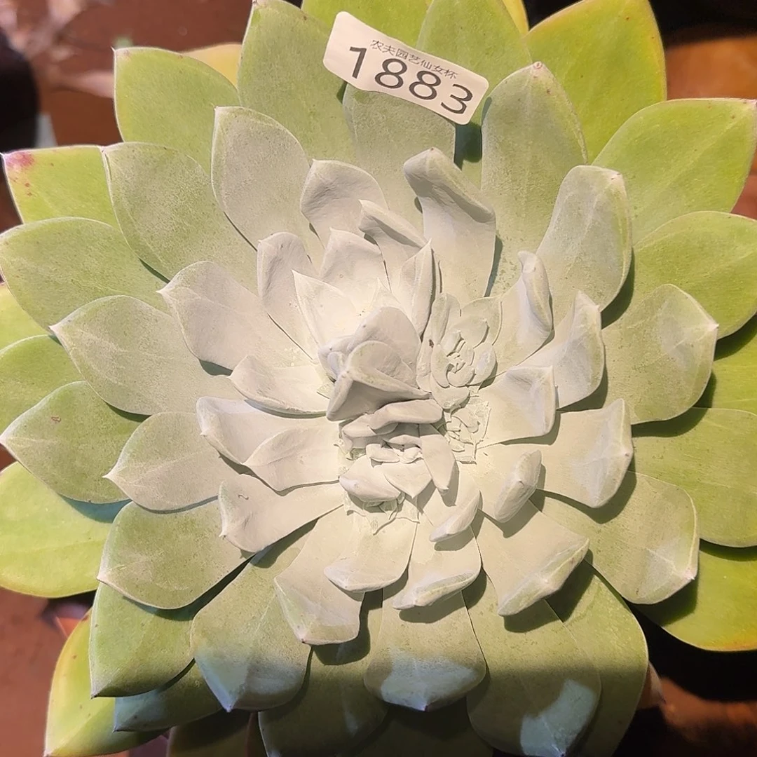 3代杂交仙女杯多肉饿又困了，