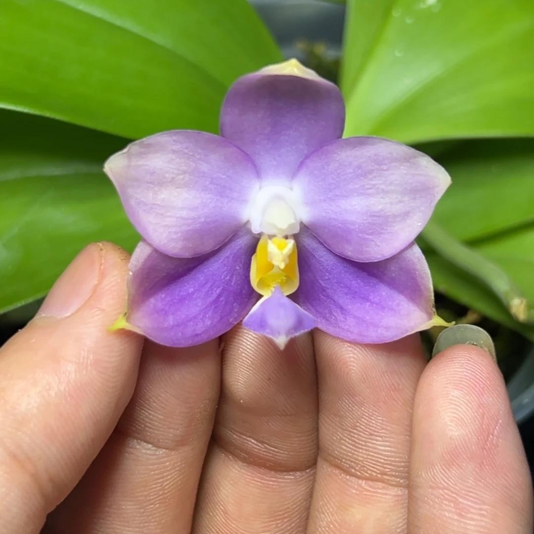 完全开放l530三寸ys1209