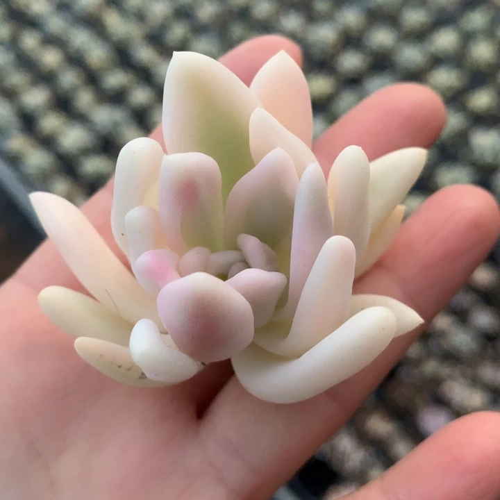 奥普琳娜锦多肉植物