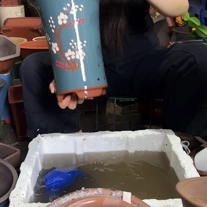 花盆花盆花盆花盆花盆173