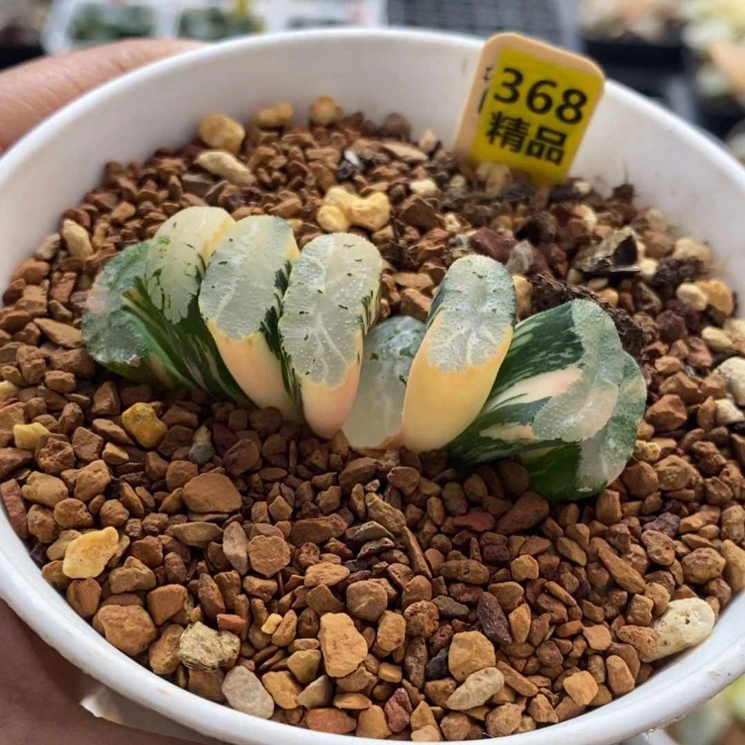 368号玄武玉扇锦多肉