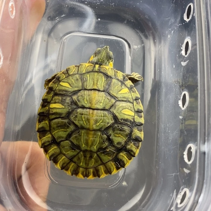 巴西彩龟母6666666