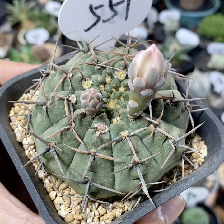 551号实生怪龙丸7cm