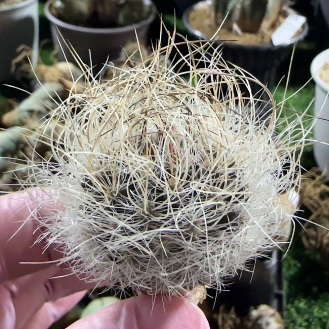 2046实生仙人球11111