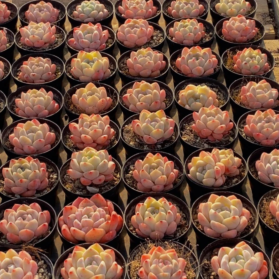 703多肉植物保护研究所所长