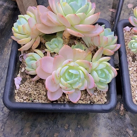の****ゲ柚子茶多肉植物大群