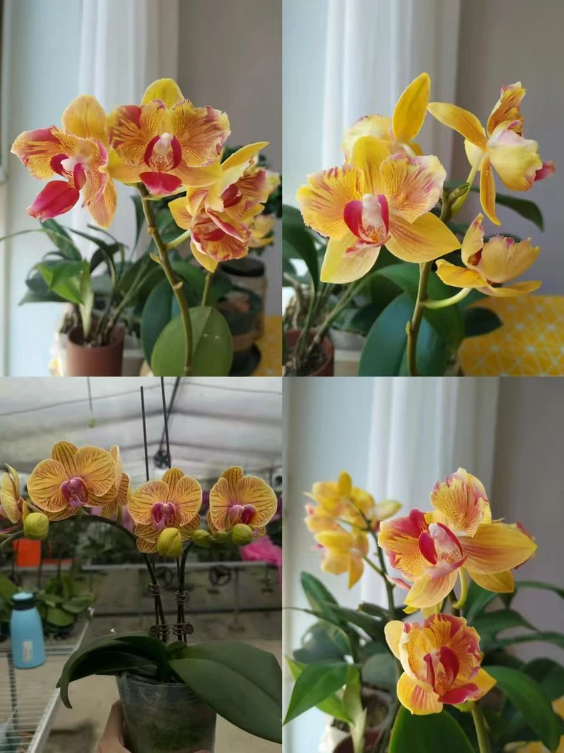 【金凤凰】2花剑 一花两色 大杯爆花机器中大花变异