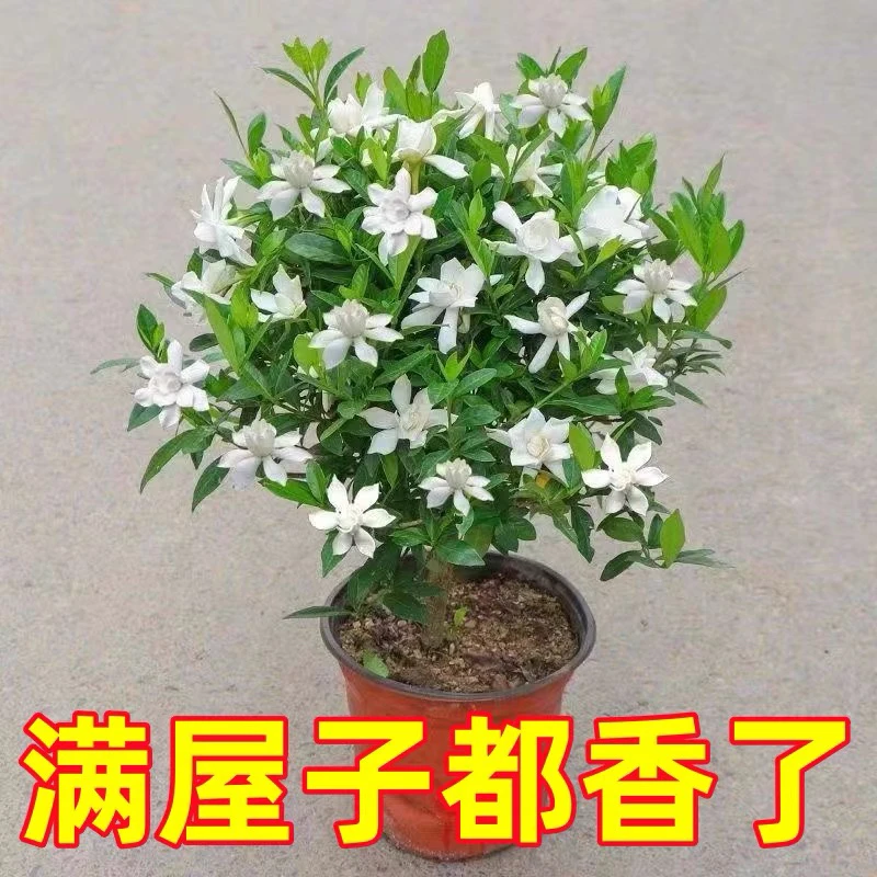 【带花苞】浓香型小叶雀舌栀子花盆栽好养易活花卉绿植耐热开花不断