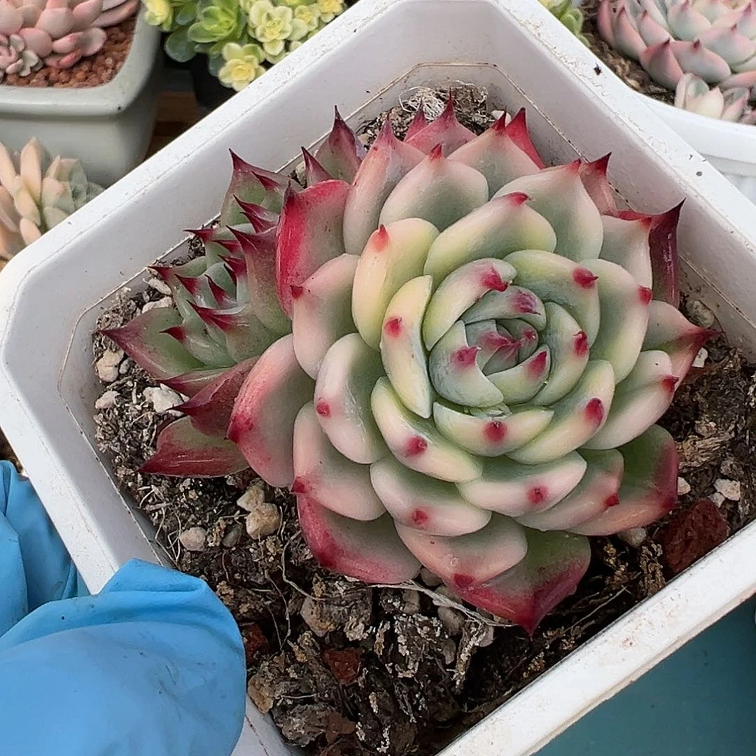 吉娃娃锦，多肉植物