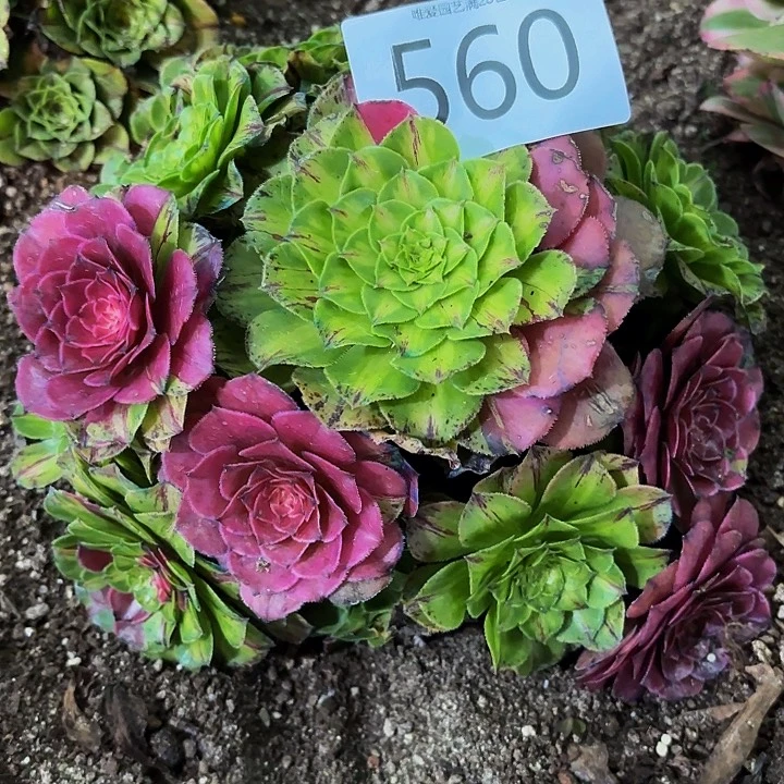 多肉植物福利560个