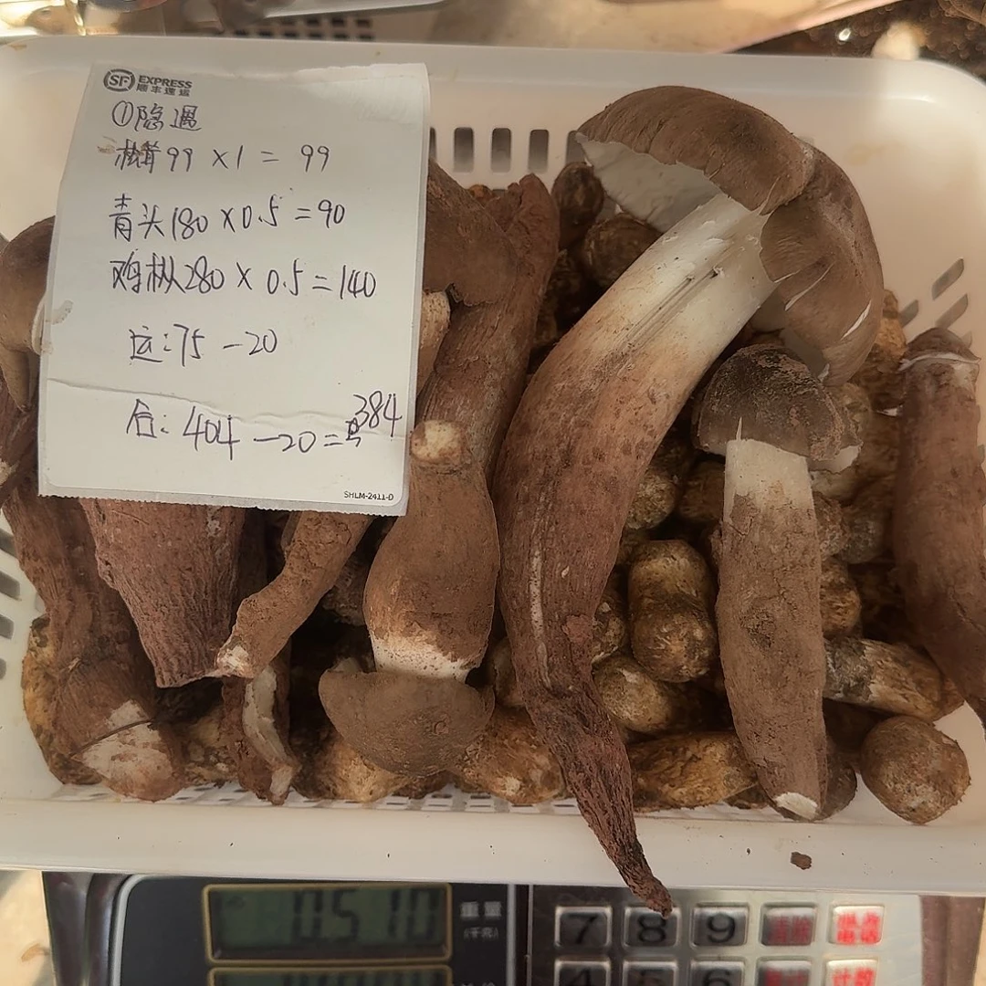 隐***遇青头菌中国大陆菌子