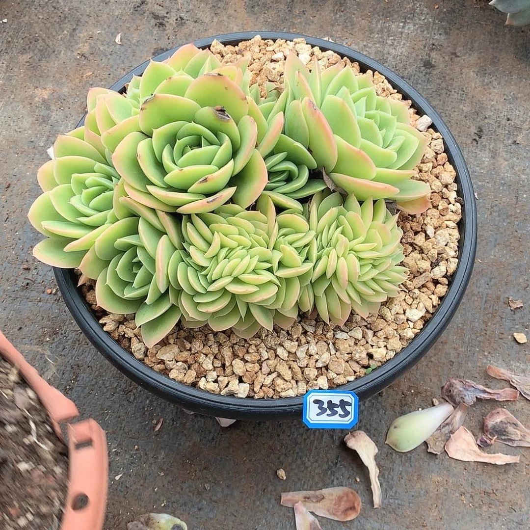 355星纳塔 一物一拍多肉