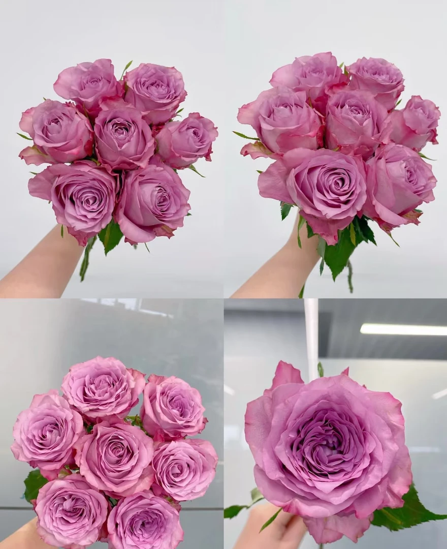 方德星荷随心玫瑰10支  无土栽培花期长   云南基地鲜花直发