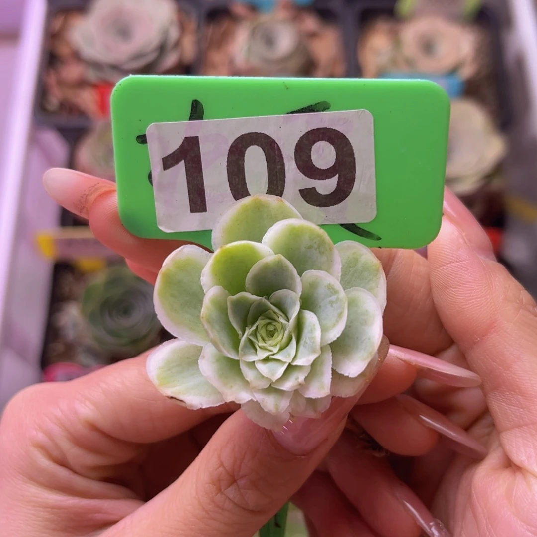 秋夕侧芽一物一拍109