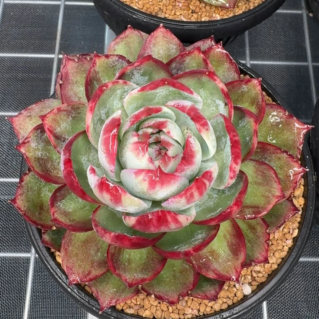 从前慢花园多肉编号惊鸿仙子