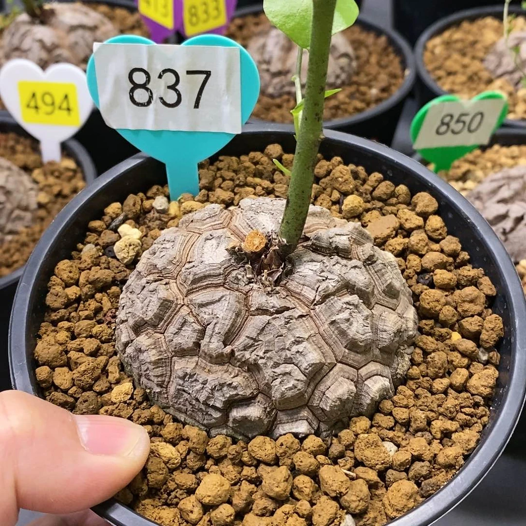 南非龟甲龙龟甲龙