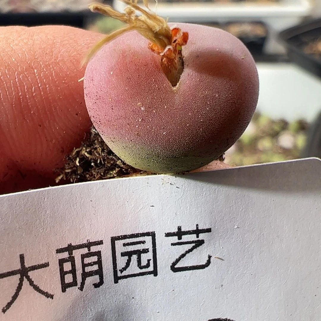一物一拍杂交桃心。330