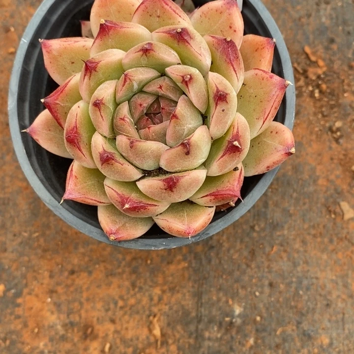 不****调精品多肉植物2709