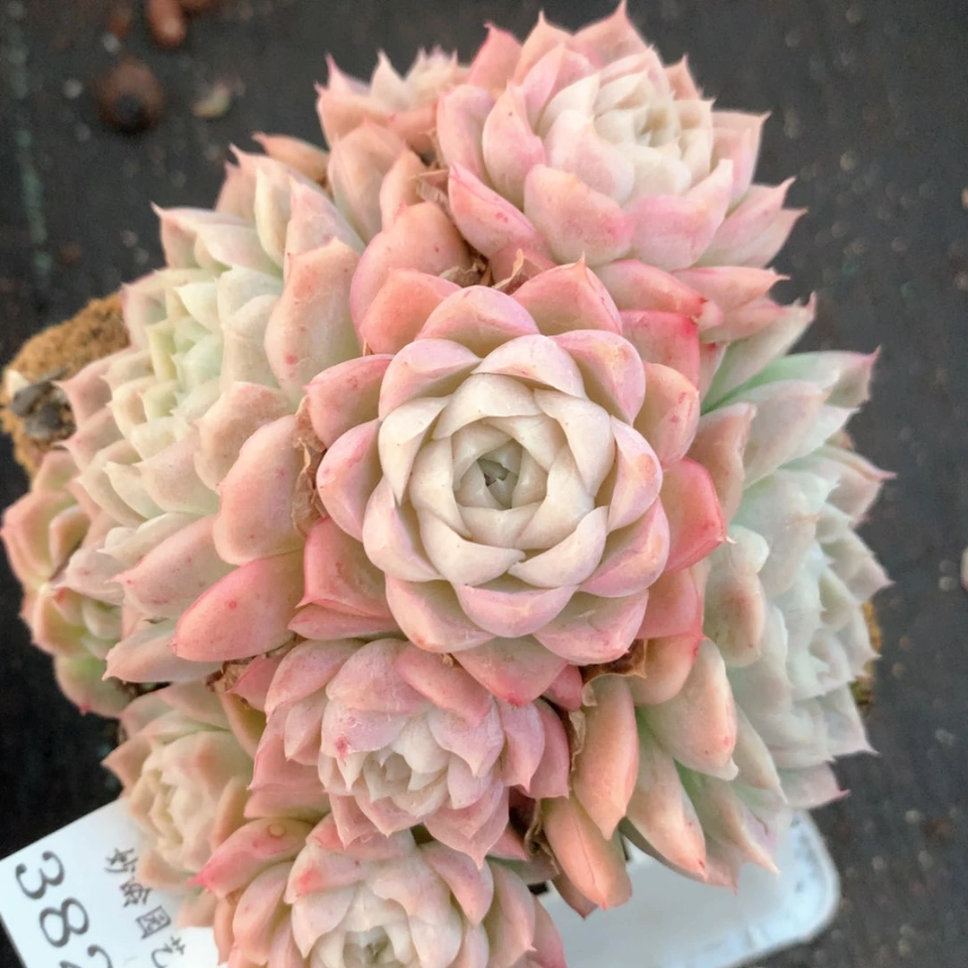 3825杂交多肉植物基地