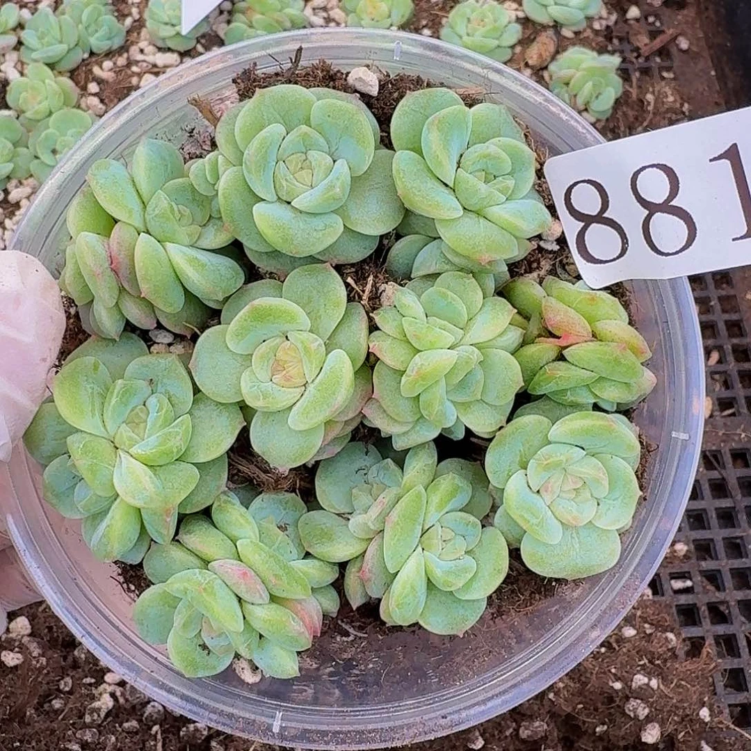 多肉植物多肉植物881