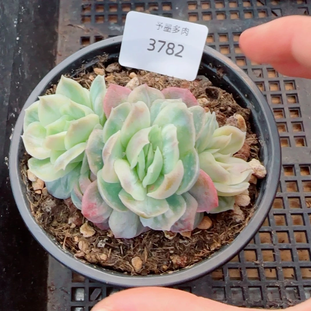泡泡纱裙，3782多肉植物
