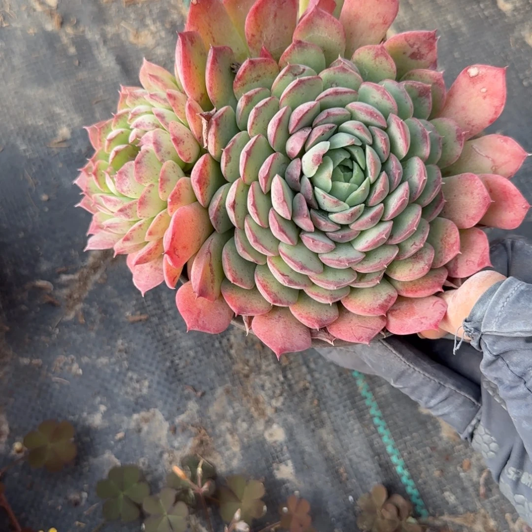 无花朵朱砂痣双头