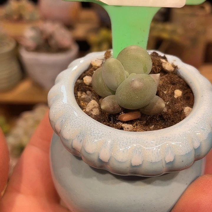 加菲猫精控953号的啊啊啊多肉啊啊