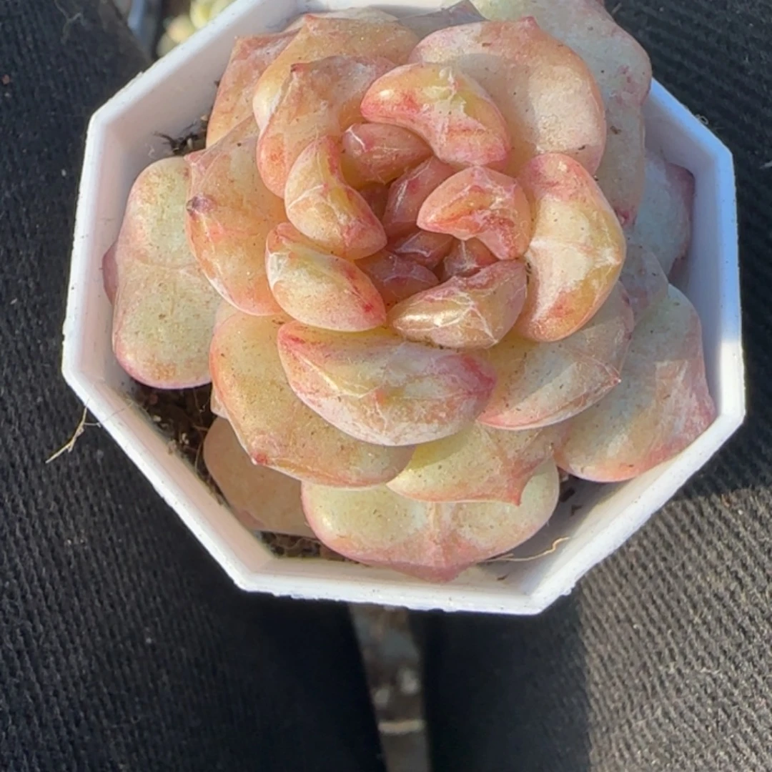 多肉小卡拉米糖心一物一拍