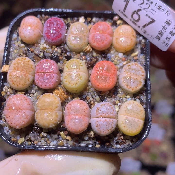 精品生石花222.167