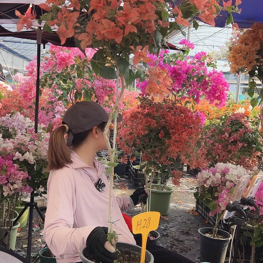 洁****大部分花苞少量开放H28布理扎