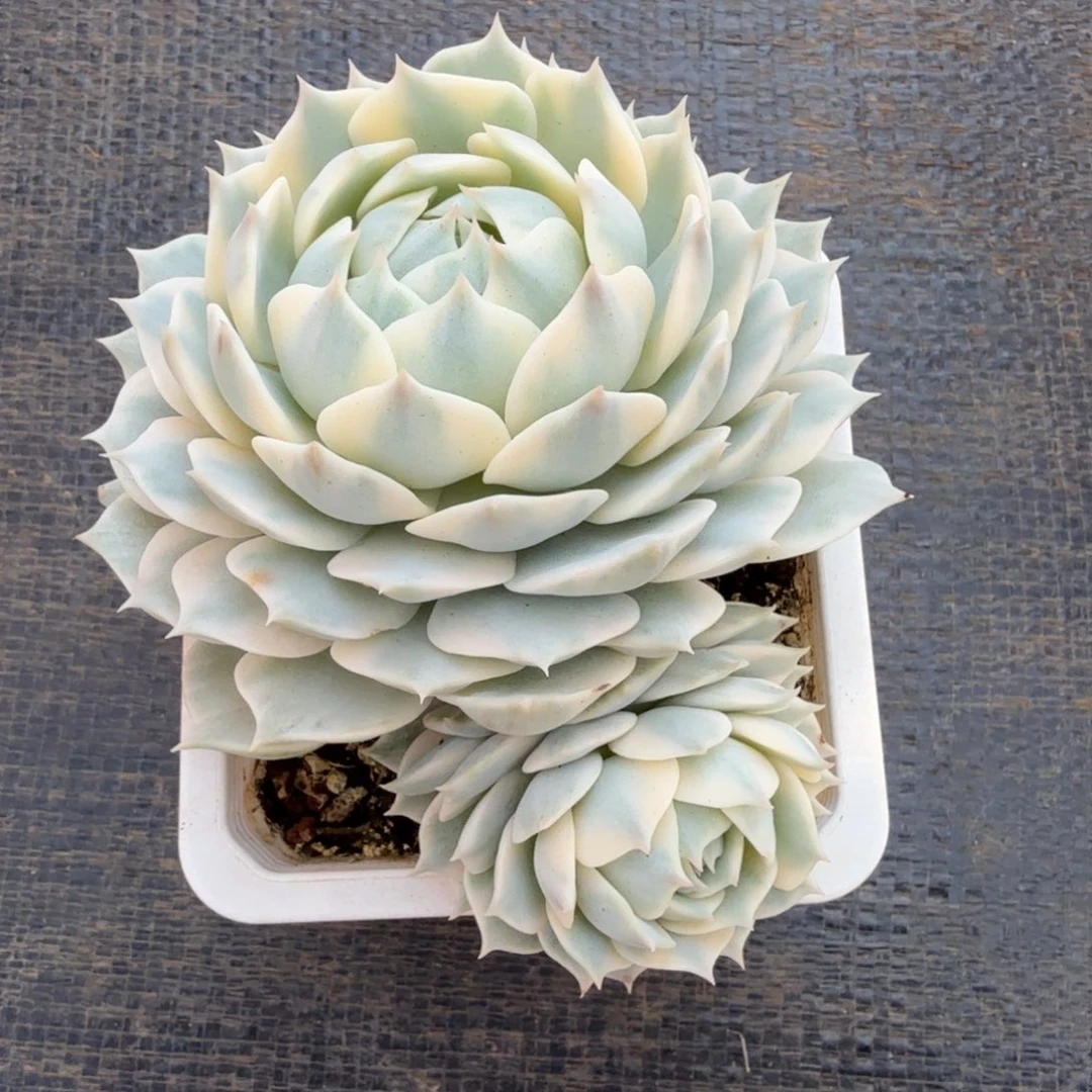 露娜莲锦锦上园艺一物一拍