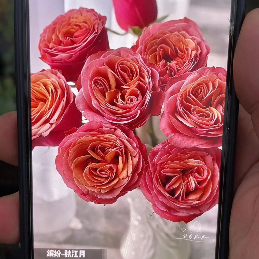 无花朵——-球江月福利款