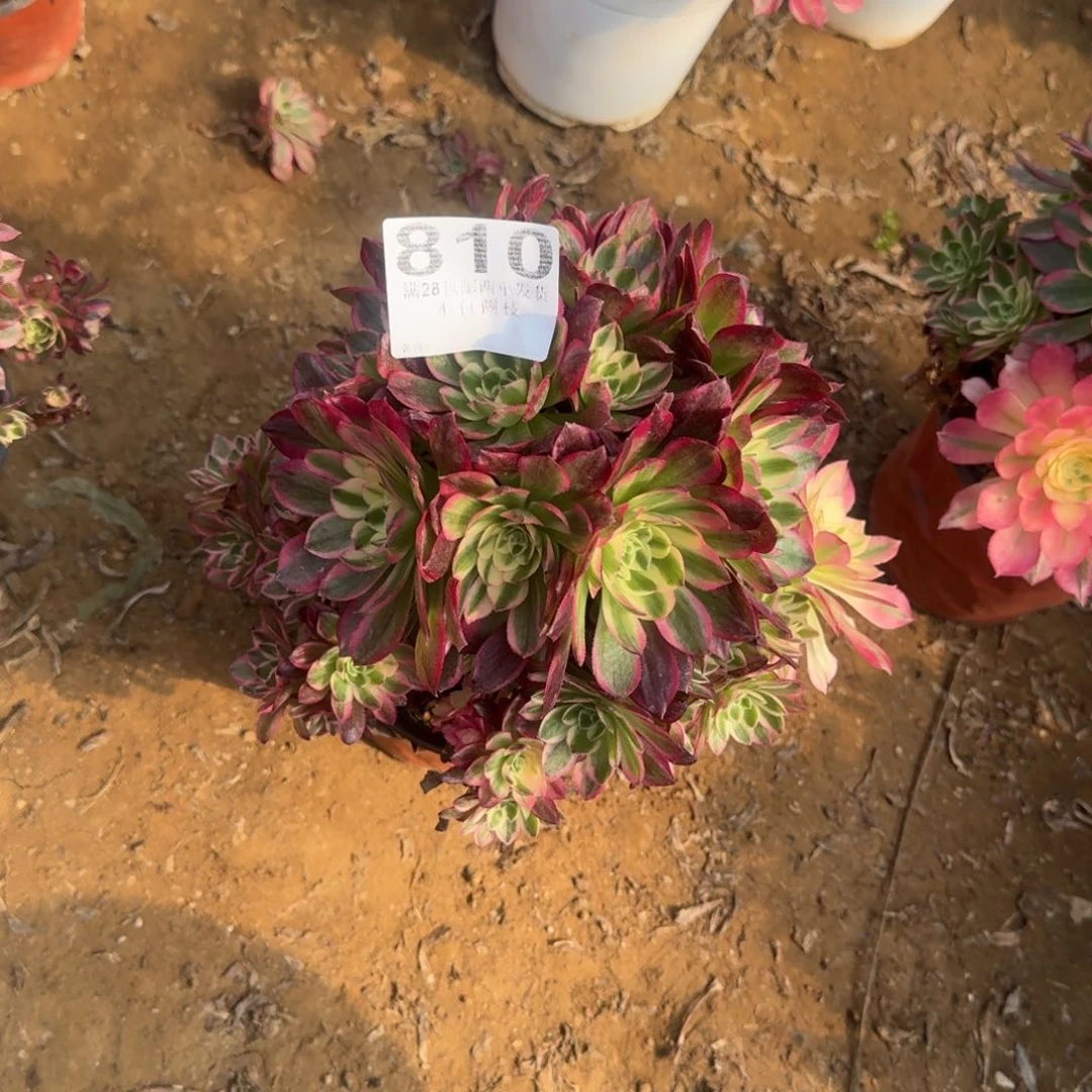 艺**景810号海王清棚不包损