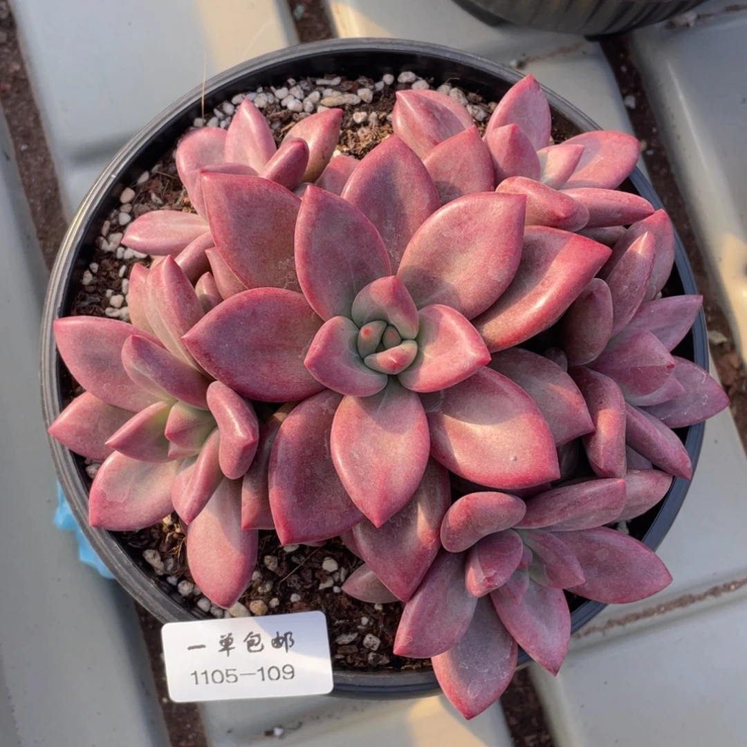 ღ**✨1105-109赫菲斯托，，，，，，