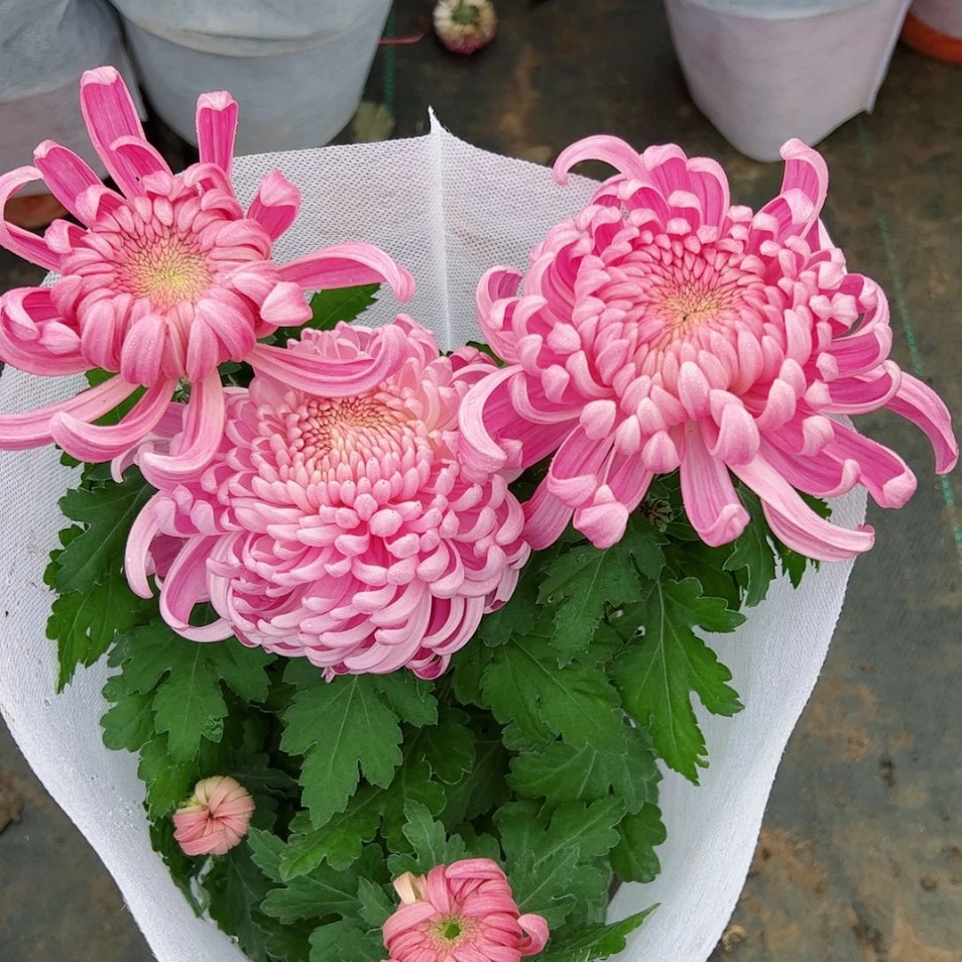 完全开放粉国华水晶